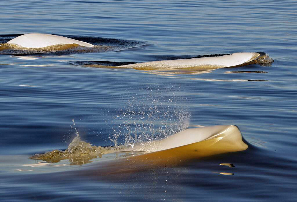 Belugas in motion. Birds, Bears & Belugas safari. Seal River Heritage Lodge. Michael Poliza photo.