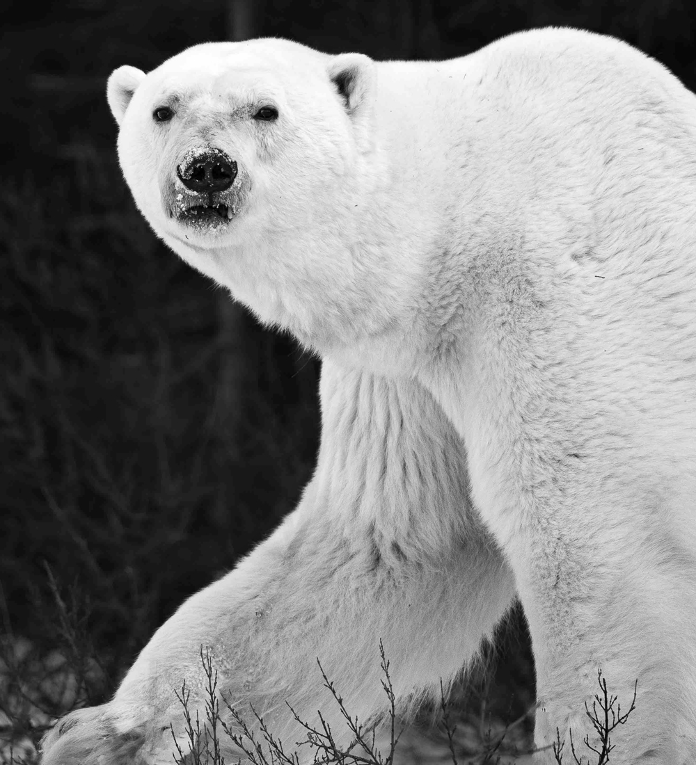 Powerful polar bear. Polar Bear Photo Safari. Nanuk Polar Bear Lodge. (Mathieu Courdesses)
