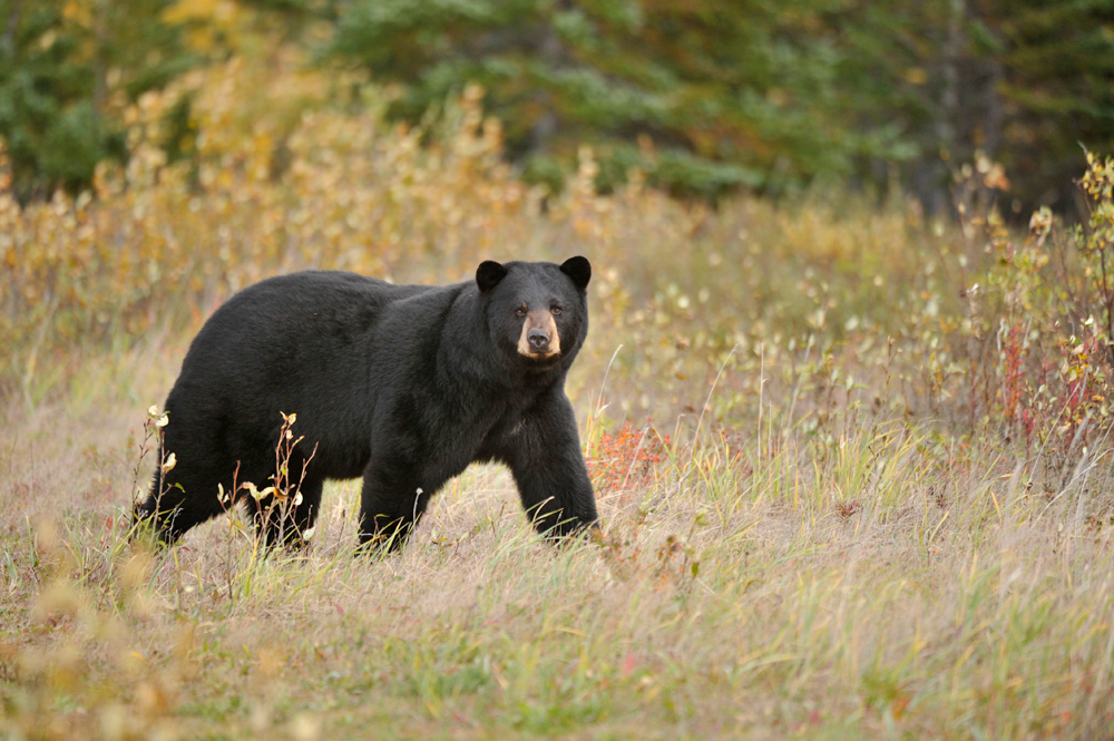 Black bear. Early days at Nanuk Polar Bear Lodge. Ian Johnson photo.
