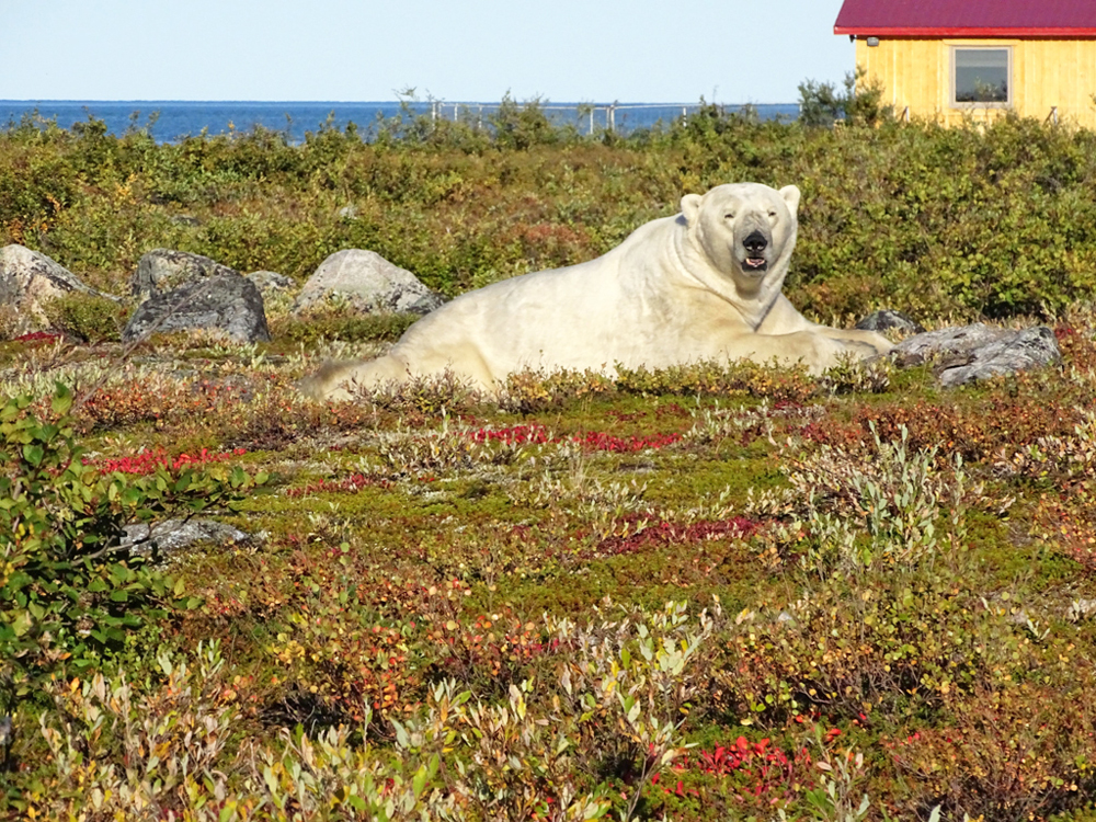 Bob the polar bear. Seal River Heritage Lodge. Arctic Safari.
