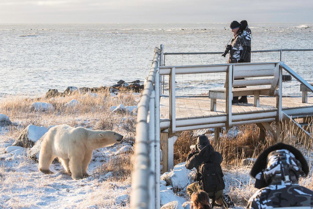 Guests observing polar bear from inside fenced compound at Seal River Heritage Lodge. Jad Davenport photo.