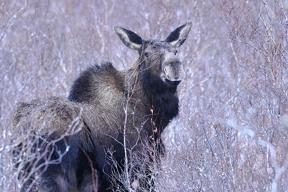 Cow moose. Fall Dual Lodge Safari. Ian Johnson photo.