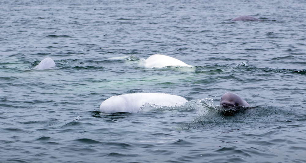 Curious baby beluga whale on the Arctic Discovery safari. An Xiao photo.