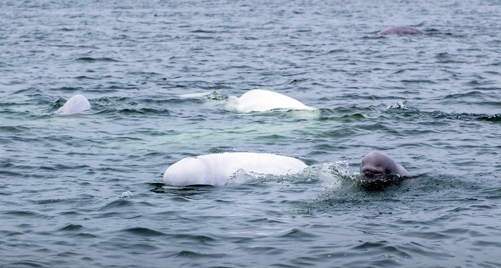 Cute beluga whale calf pops head out of Hudson Bay to view guests at Seal River Heritage Lodge.