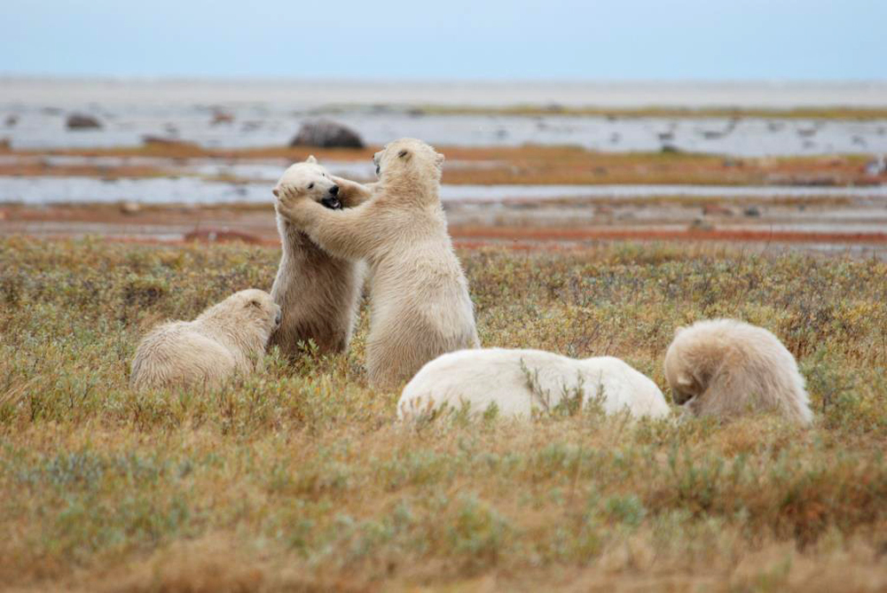 Group of young polar bears during the early days at Nanuk Polar Bear Lodge.