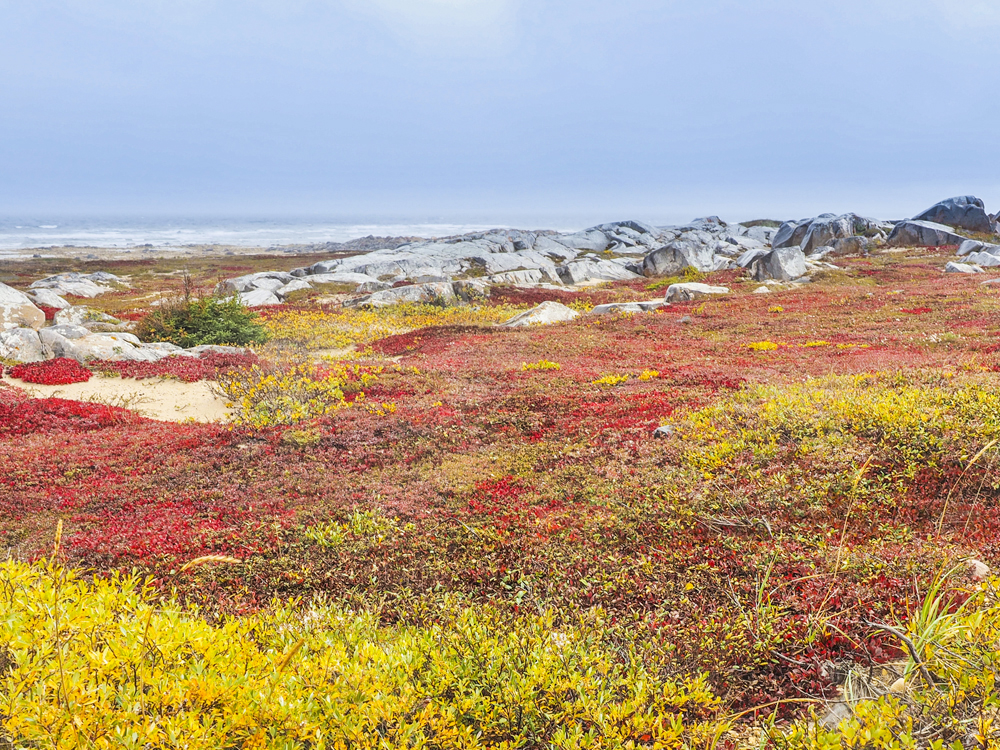 Fall colours on the tundra. Arctic Safari. Seal River Heritage Lodge.
