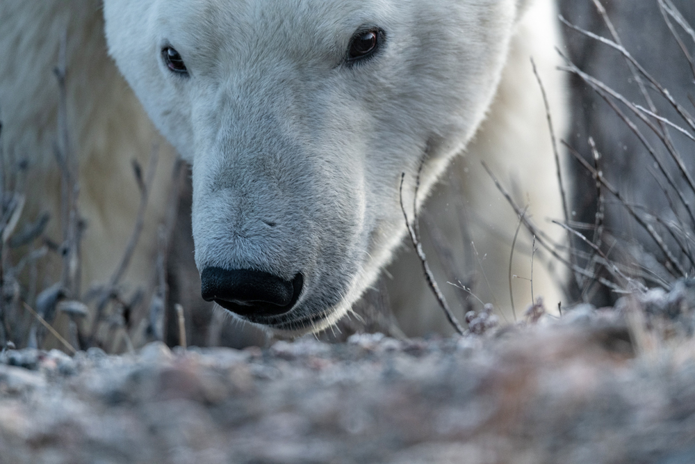 Polar bear. As close as it gets. Fall Dual Lodge Safari. Jason Okazaki photo.