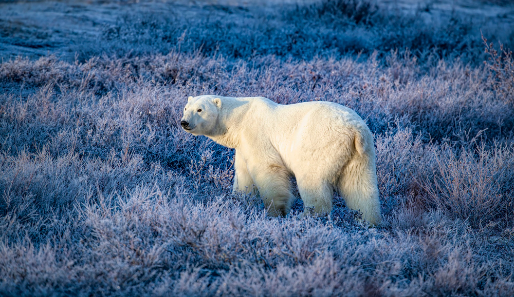 Polar bear in frosty willows. Fall Dual Lodge Safari. Rob Julien photo.
