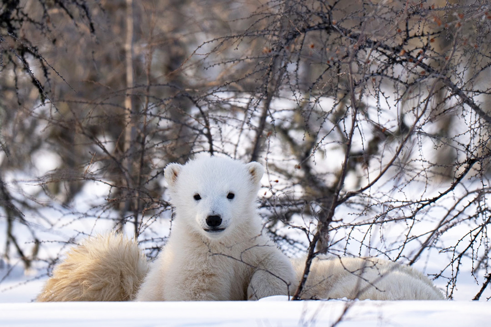 Future King. Nanuk Emergence Quest. Nanuk Polar Bear Lodge. Christoph Jansen / ArcticWild.net photo.