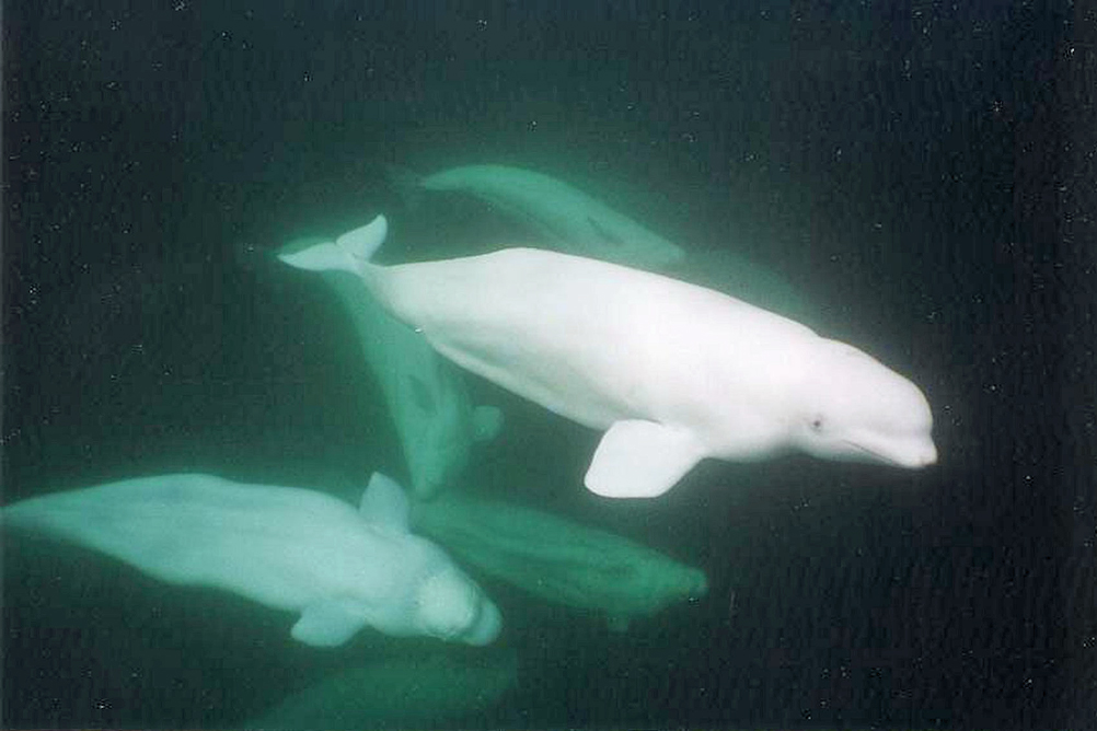Ghostly beluga whales at Seal River Heritage Lodge.