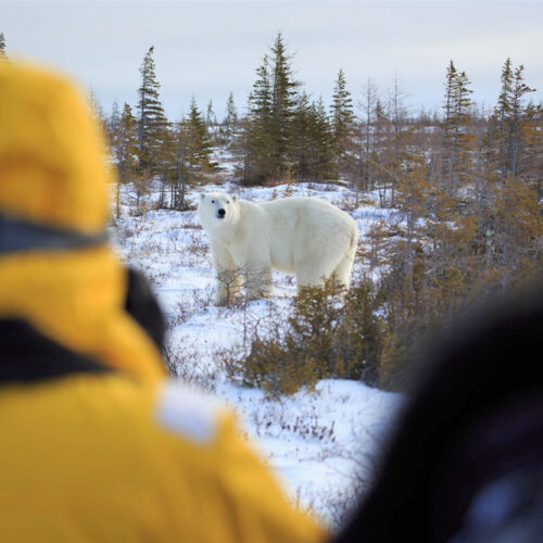 Guests viewing a polar bear on the Great Ice Bear Adventure at Dymond Lake Ecolodge. Beatrice Jorns photo.