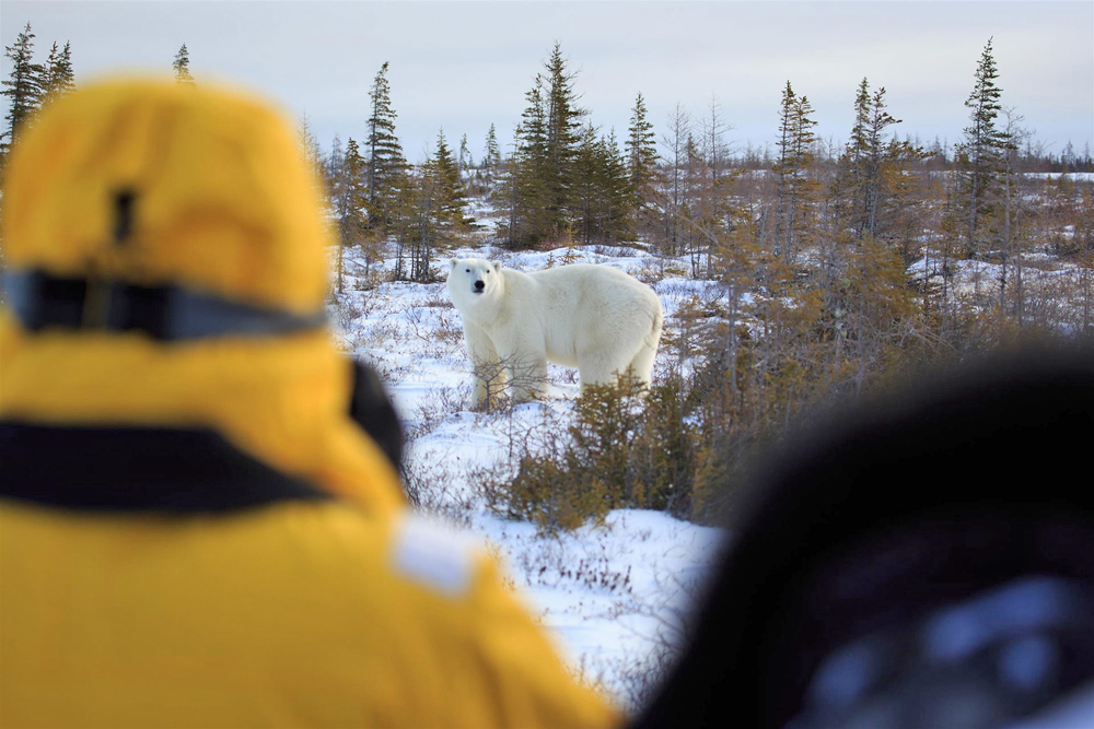 Guests viewing a polar bear on the Great Ice Bear Adventure at Dymond Lake Ecolodge. Beatrice Jorns photo.