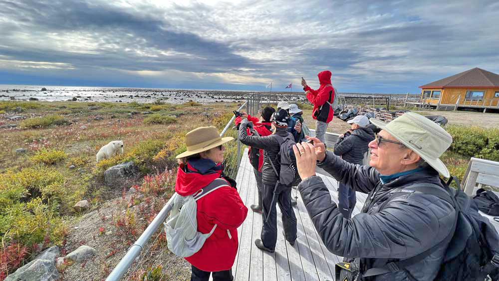 Guests photographing a polar bear from the viewing platform at Seal River Heritage Lodge on the Arctic Safari. Jad Davenport photo.