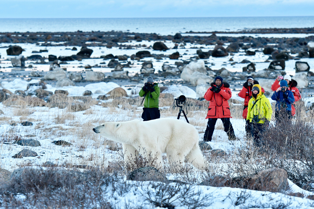 Ground-level polar bear photography. Seal River Heritage Lodge. Ian Johnson photo.
