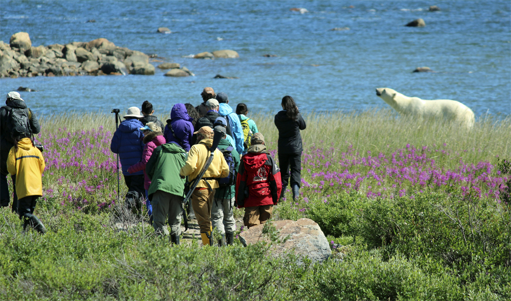 Ground-level polar bear photography during the summer on Birds, Bears & Belugas at Seal River Heritage Lodge.