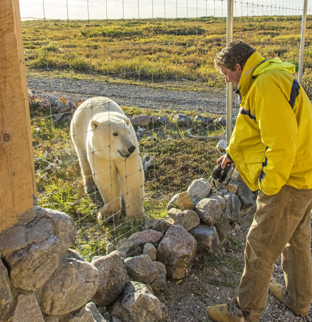 Award-winning photojournalist Jad Davenport (inside the compound) talking to a polar bear (outside the compound) on the Arctic Safari at Seal River Heritage Lodge.