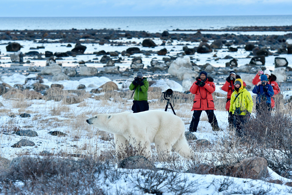 Guests photographing a polar bear at ground level at Seal River Heritage Lodge on the Polar Bear Photo Safari. Ian Johnson photo.