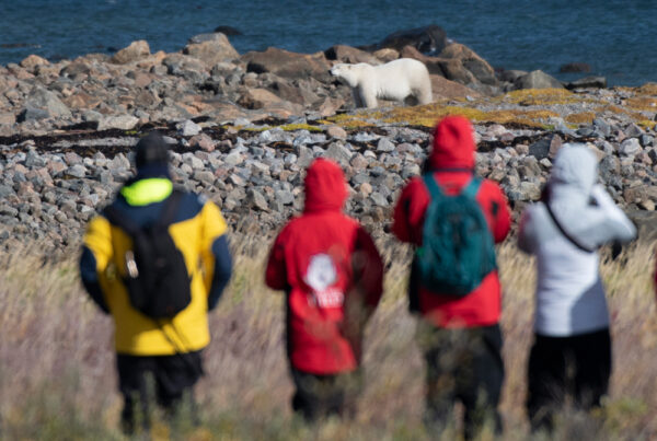 Summer polar bear photography! Seal River Heritage Lodge. Birds, Bears & Belugas. Jad Davenport photo.