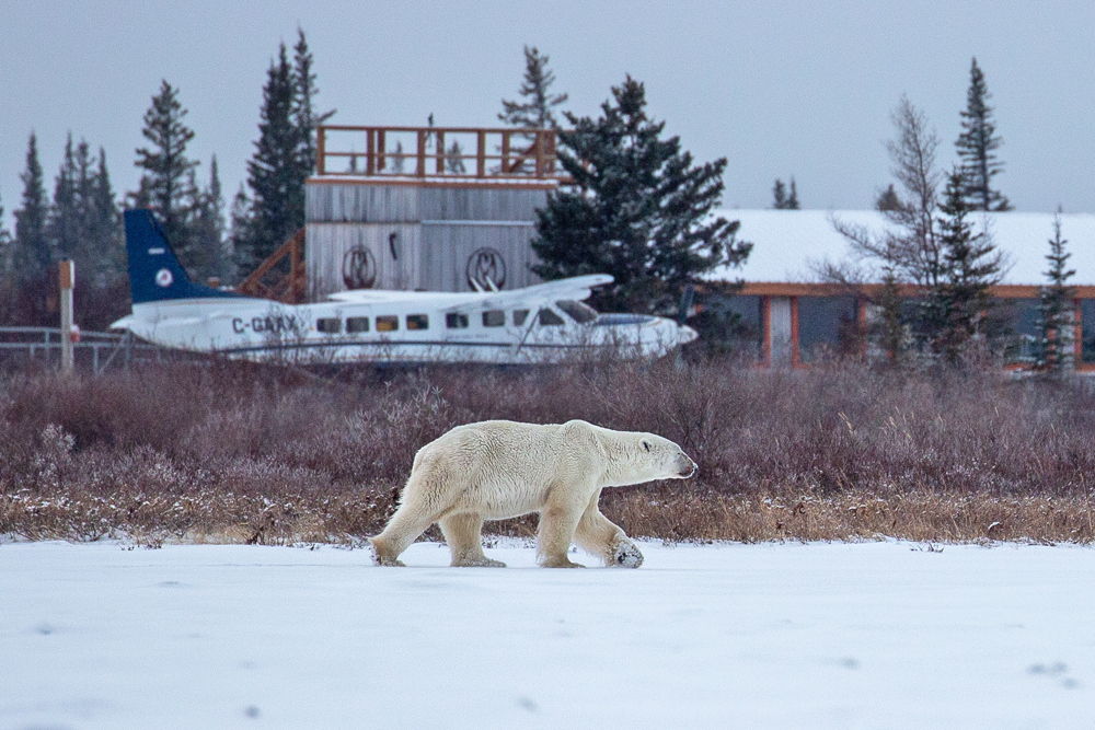 Polar bear stalking plane. Nanuk Polar Bear Lodge. Karl Heinz-Hoefert photo.
