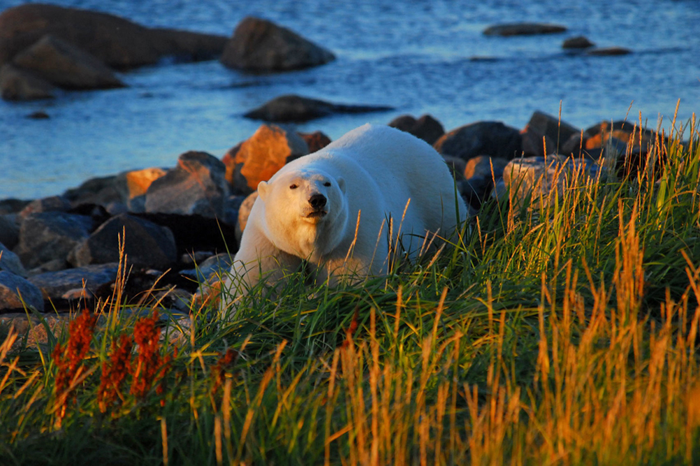 Polar bear at sunset on the Arctic Safari at Seal River Heritage Lodge. Ron Ouellette photo.