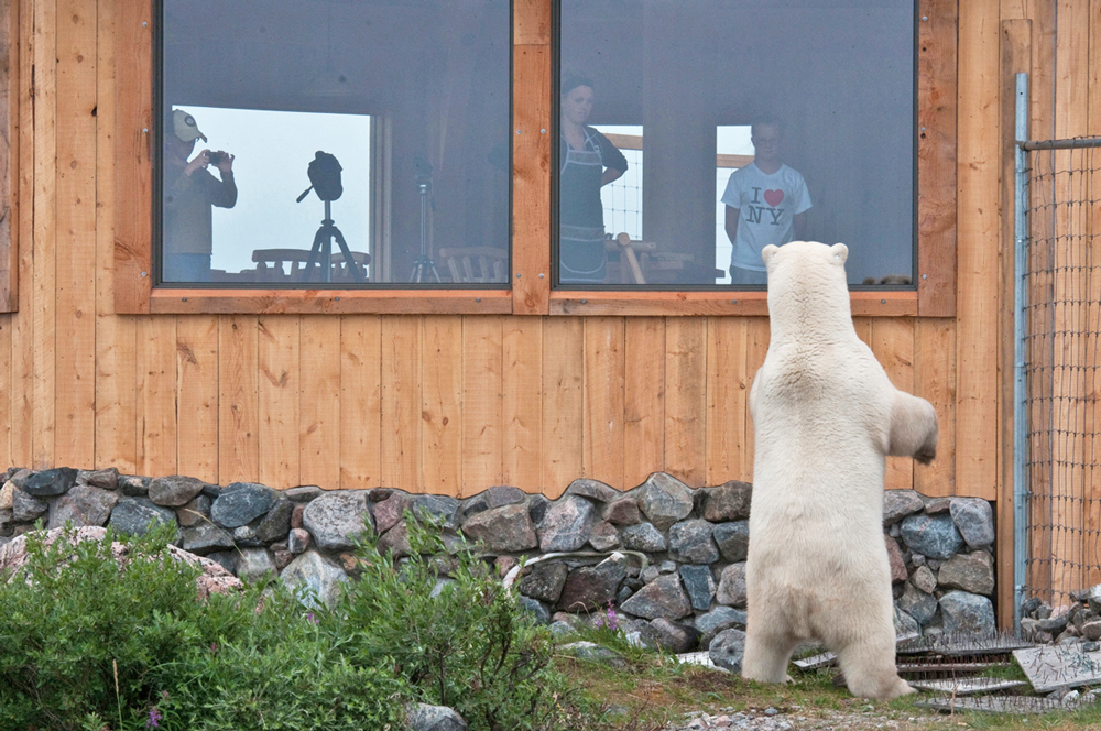 Polar bear and guests observing each other at Seal River Heritage Lodge on the Birds, Bears & Belugas safari.