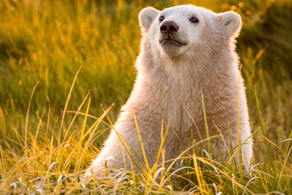 Sun shines on a polar bear cub at Nanuk Polar Bear Lodge. Ann Fulcher photo.