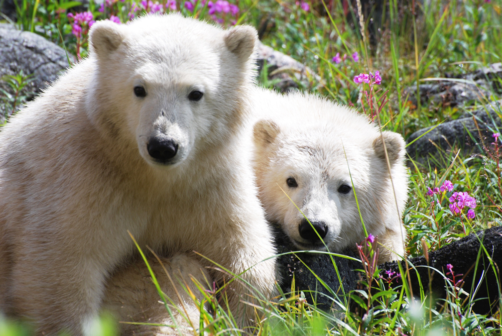 Cute polar bear cubs in the grass at Seal River Heritage Lodge. Allison Francoeur photo.