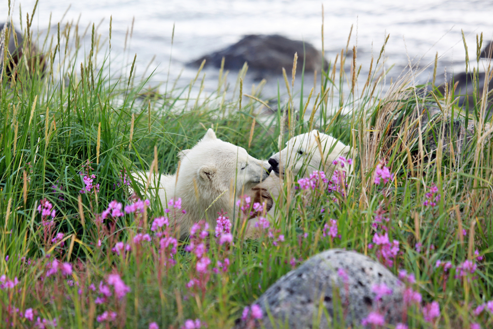 Polar bear cub cuties. Birds, Bears & Belugas. Seal River Heritage Lodge. Allison Francoeur photo.