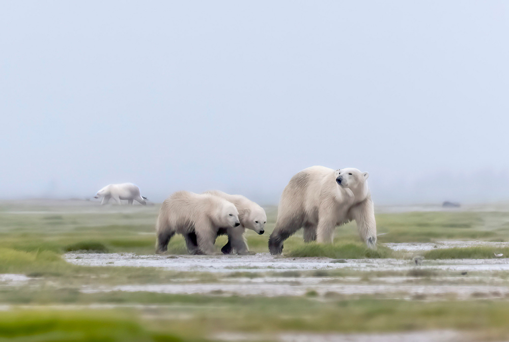 Polar bear family plus one on the Arctic Discovery at Nanuk Polar Bear Lodge. An Xiao photo.