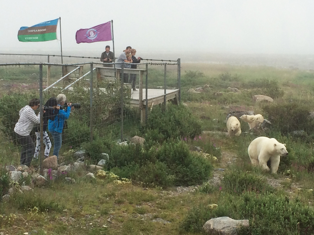Polar bear family strolls by Seal River Heritage Lodge on a foggy summer morning on Birds, Bears & Belugas.