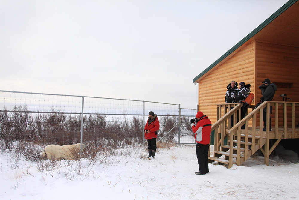 Dymond Lake Ecolodge today. Guests observing polar bear from inside the compound . Dafna Bennun photo.