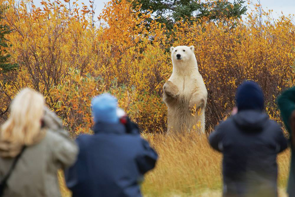 Polar bear holding court at Nanuk Polar Bear Lodge. Jerry Grajewski photo.