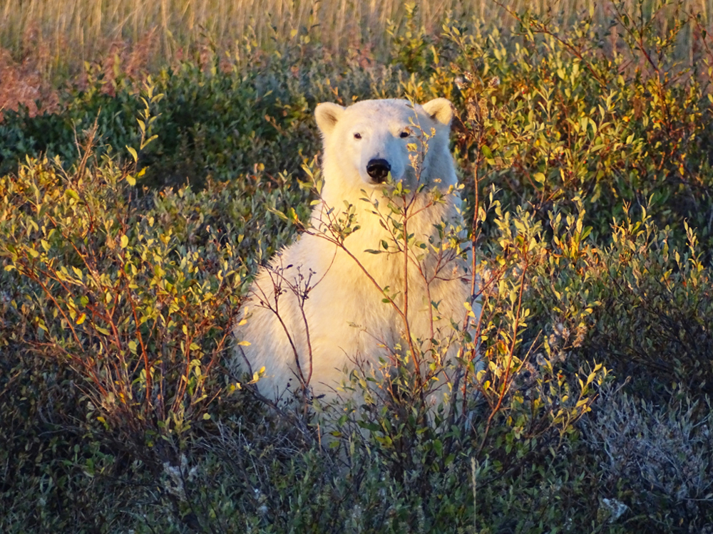 Sunshine on a polar bear. Arctic Safari. Seal River Heritage Lodge. Sam Frostman photo.