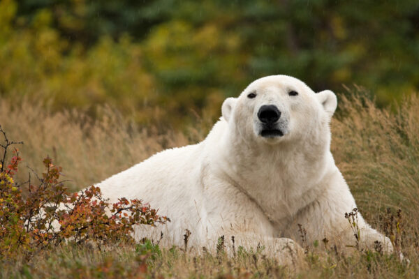 Polar bear royalty in the grass. Summer Dual Lodge Safari. Alicia Houpt photo.
