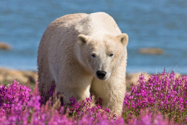 A walk in the fireweed. Young polar bear at Seal River Heritage Lodge. Michael Poliza photo.