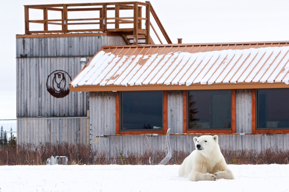 Polar bear relaxing in front of Nanuk Polar Bear Lodge. Andy Skillen photo.