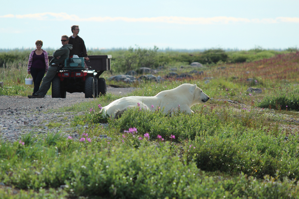 Early days at Seal River Heritage Lodge. Mike and Jeanne Reimer with son Adam and polar bear.