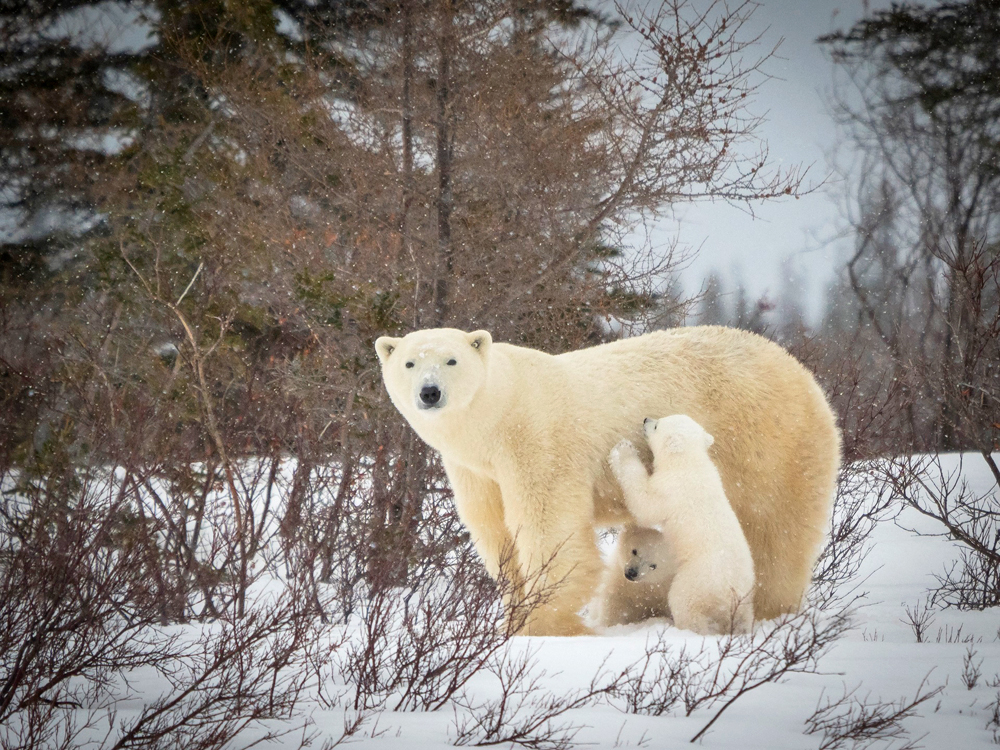 Mom and cubs on the Nanuk Emergence Quest at Nanuk Polar Bear Lodge. Dr. Virginia Huang photo.