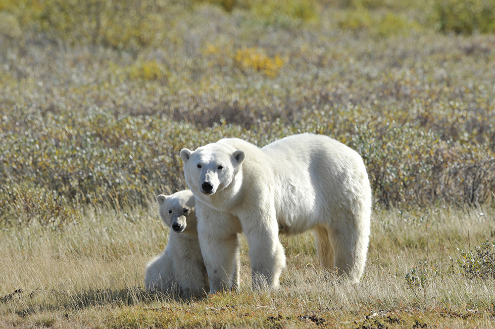 Shy cub with protective Mom at Nanuk Polar Bear Lodge. Ian Johnson photo.