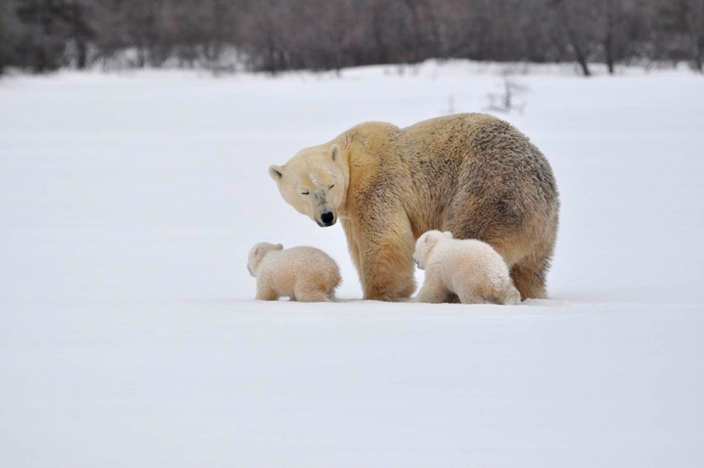 Mom and cubs on their way to Hudson Bay on the Nanuk Emergence Quest at Nanuk Polar Bear Lodge. Albert Saunders photo.