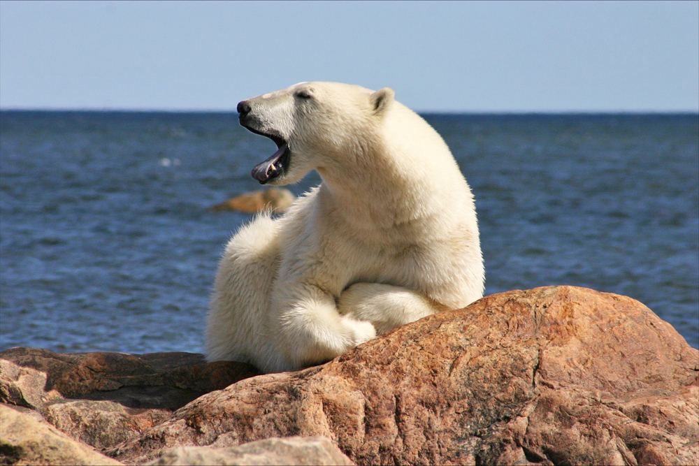 Polar bear yawn. Birds, Bears & Belugas. Seal River Heritage Lodge. Dave Schellenberg photo.