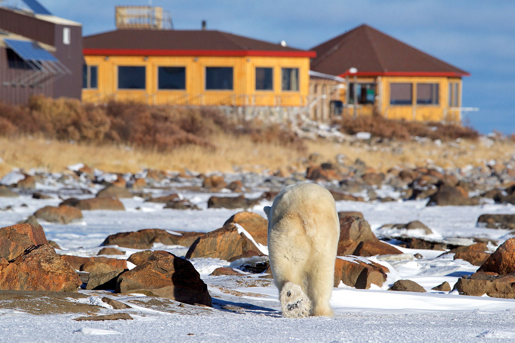 Polar bear approaches Seal River Heritage Lodge on the Polar Bear Photo Safari. Andy Skillen photo.