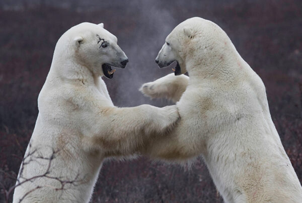 Scarbrow sparring at Dymond Lake Ecolodge. Robert Postma photo.