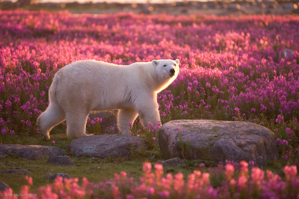 Polar bear in fireweed. Seal River Heritage Lodge. Michael Poliza photo.