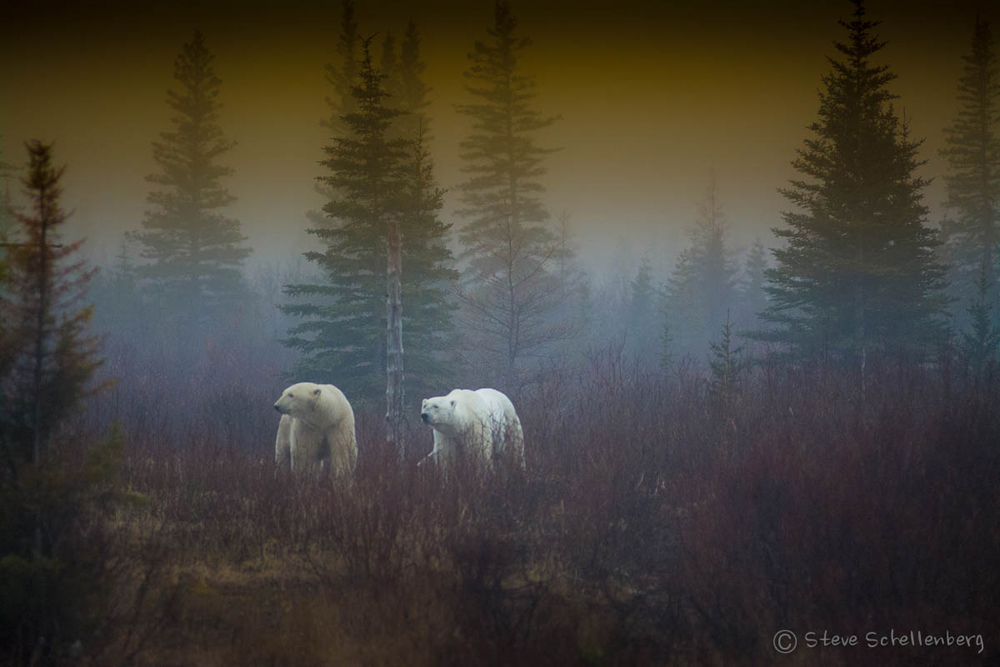 Polar bears in the mist. Polar Bear Photo Safari. Nanuk Polar Bear Lodge. Steve Schellenberg photo.