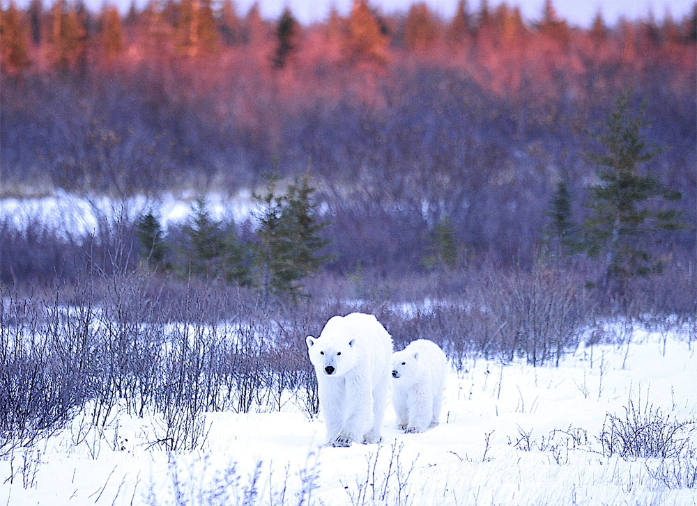 A walk in fall colours. Nanuk Polar Bear Lodge. Ian Johnson photo.