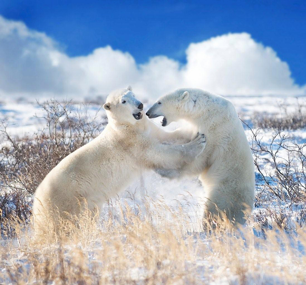 Polar bears sparring at Seal River Heritage Lodge. G. Potts photo.