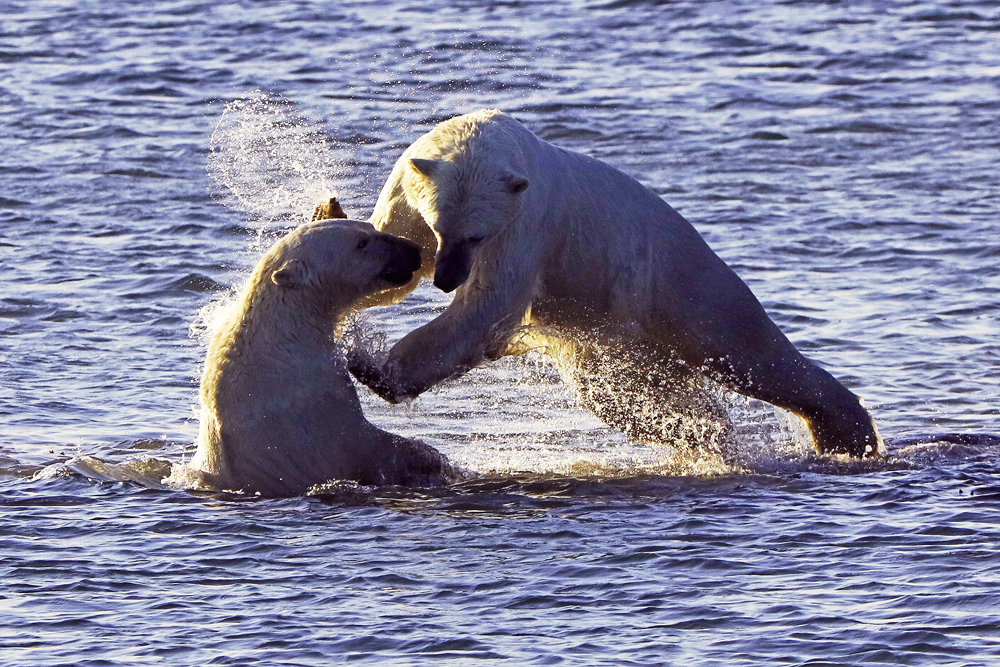 Polar bears playing in Hudson Bay. Summer Dual Lodge Safari. Andreas Meyer-Wernecke photo.