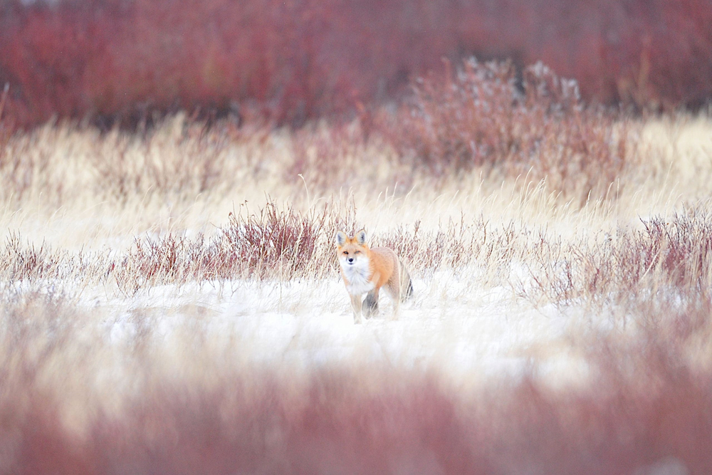Camouflaged red fox. Polar Bear Photo Safari. Nanuk Polar Bear Lodge. Ian Johnson photo.