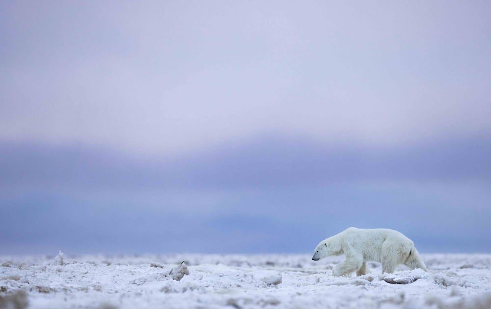 Solitary polar bear. Like a painting on the ice flow. Polar Bear Photo Safari. Nanuk Polar Bear Lodge. (Mathieu Courdesses)